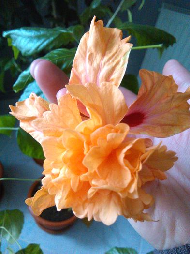 29.03.2016 - Hibiscus El Capitolio Orange