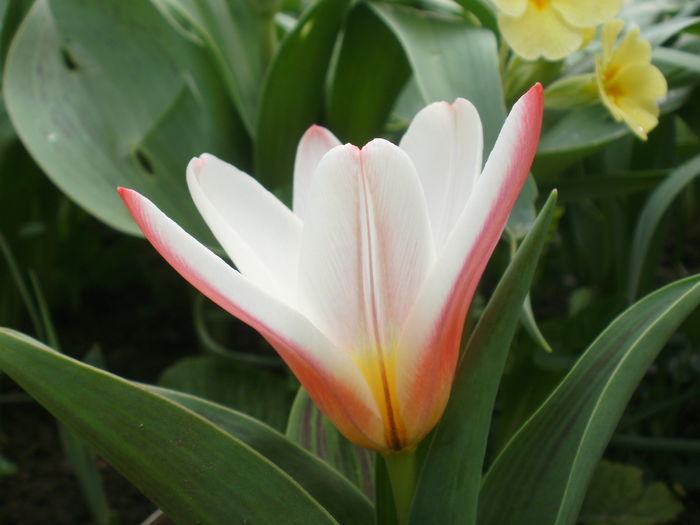 `Heart`s Delight`