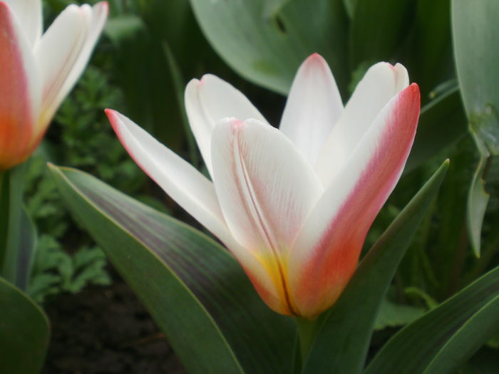 `Heart`s Delight`