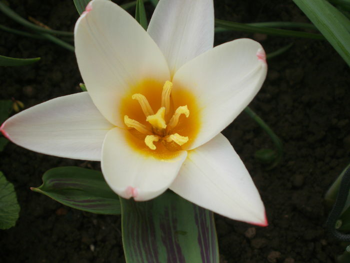 `Heart`s Delight`