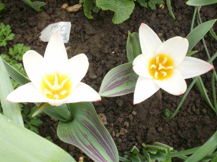 `Heart`s Delight`