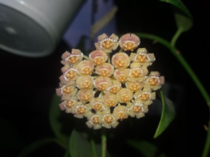20160329_182327 - hoya infloriri