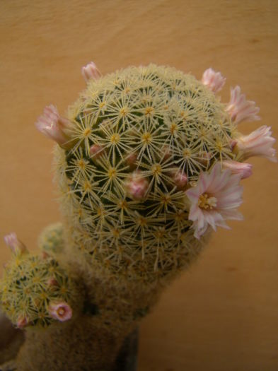 M giselae ( schiedeana ) - Mammillaria