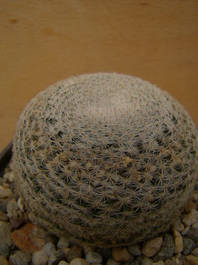 M microthele v. superfina - Mammillaria