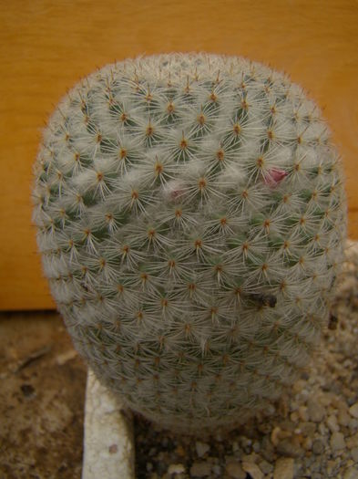 M elegans - Mammillaria