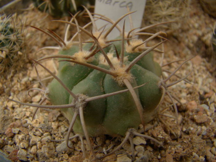 Gym. nigriareolatum v. Smoi P.39