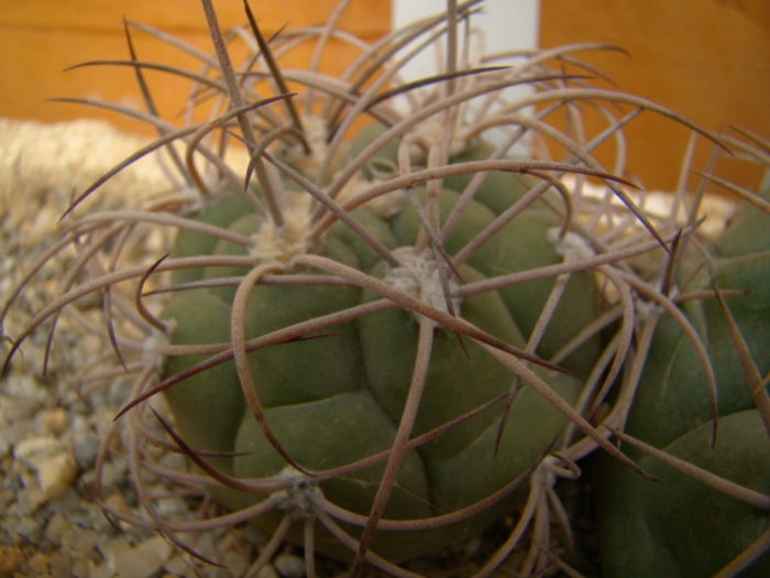 Gym. saglionis v. albispinus - Gymnocalycium