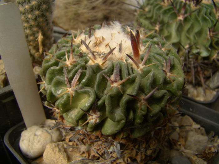 Echinofossulocactus tricuspidatus