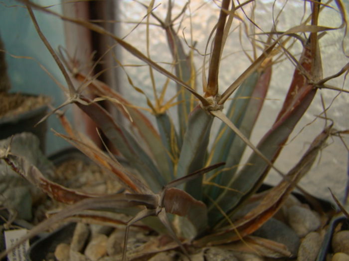 Leuchtenbergia principis: - Leuchtembergia