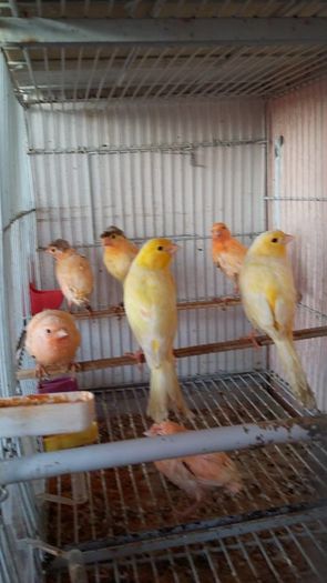 12670742_1152353294809332_912425677715640928_n - canari
