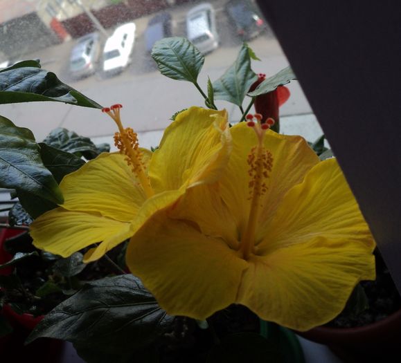 DSC09387 - Hibiscus