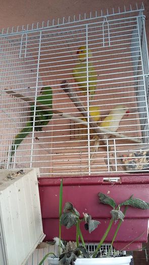 8185_1152353594809302_7907575036549251495_n - micu alx