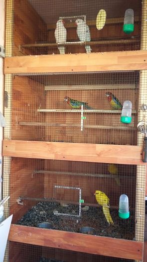 12592572_1152353584809303_8583348369428995359_n - micu alx