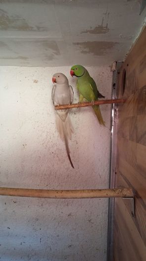 12919847_1152353358142659_1718694387046806972_n - micu alx