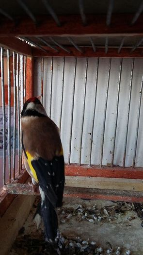 12931005_1152383551472973_7718238084822059881_n