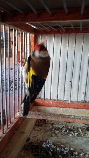 12932588_1152383511472977_4032706191508936081_n