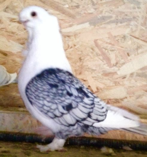 image - SATINETI VANDUTI