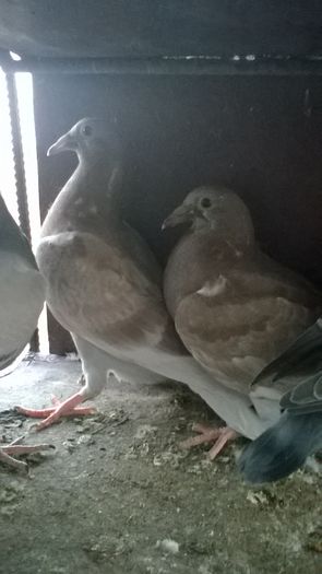 WP_20160329_19_16_57_Pro