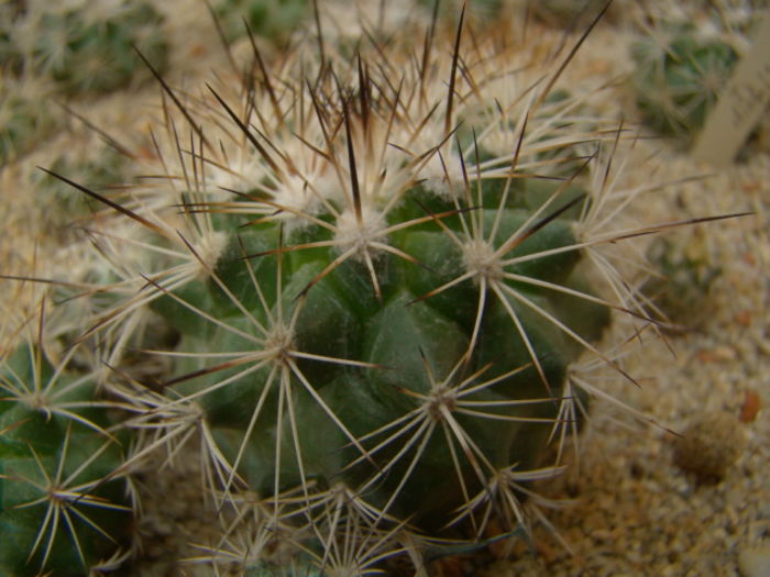 Gymnocactus horripilus - Gymnocactus