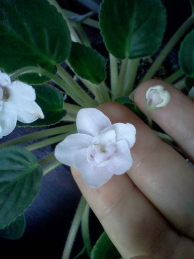 05 alb; alb cu floare dubla
