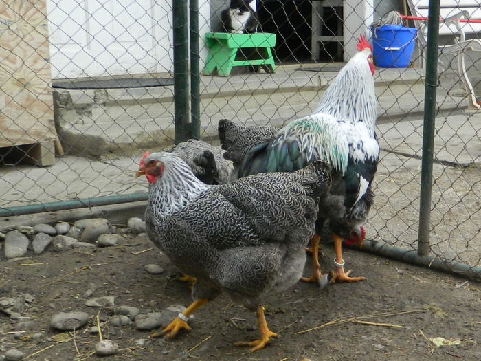 RSCN0356