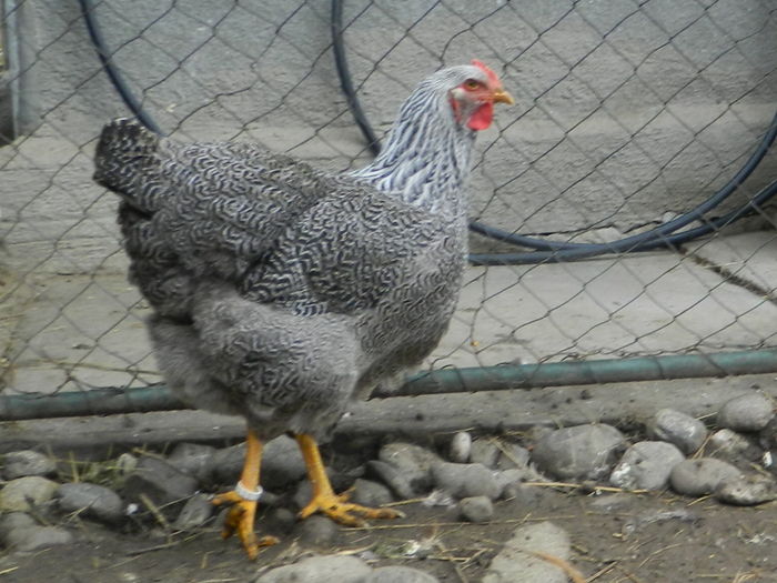 RSCN0358