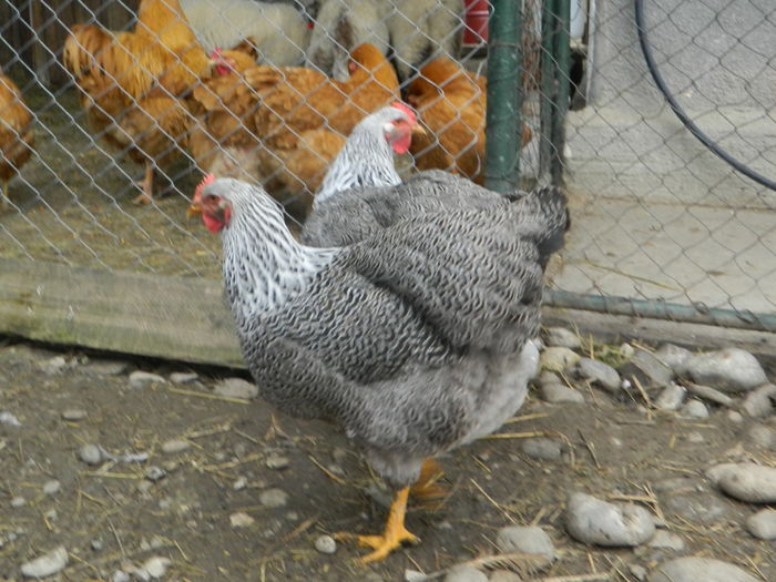 RSCN0360