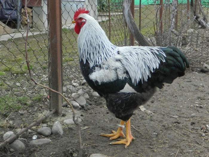 RSCN0361