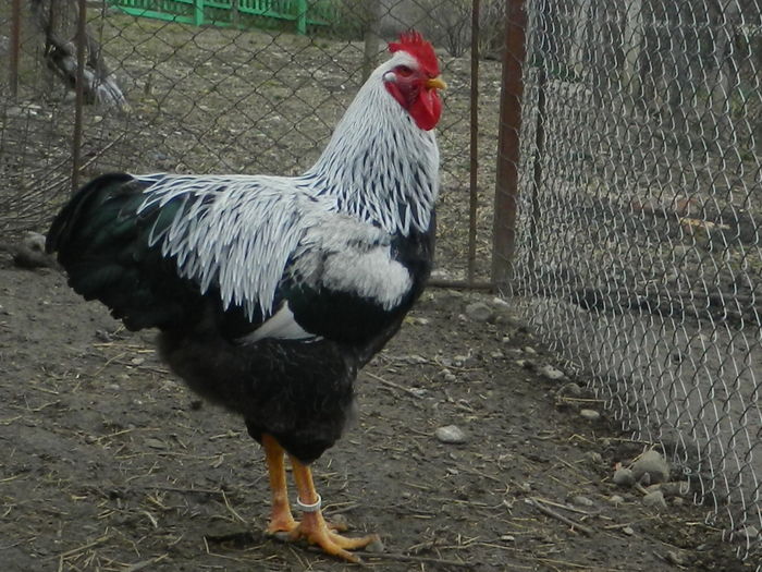 RSCN0363