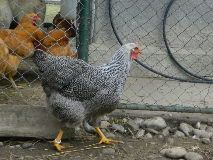 RSCN0359