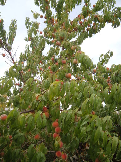 DSCF2415 - Piersici - soiuri locale si altele