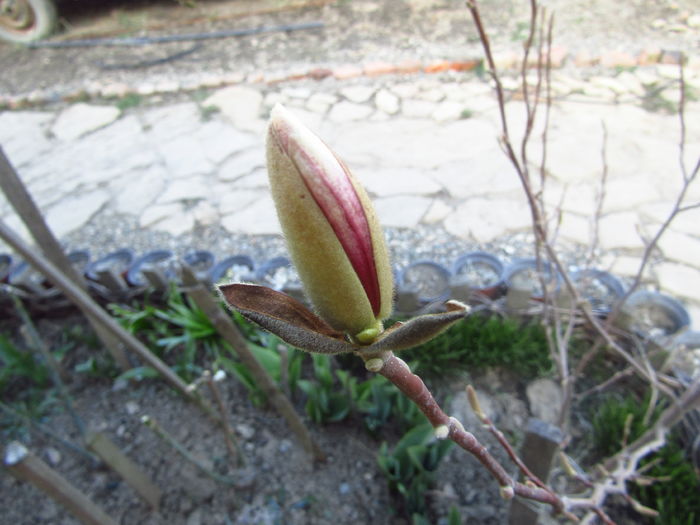 Prima înflorire, după 4 ani - Magnolia Soulangeana