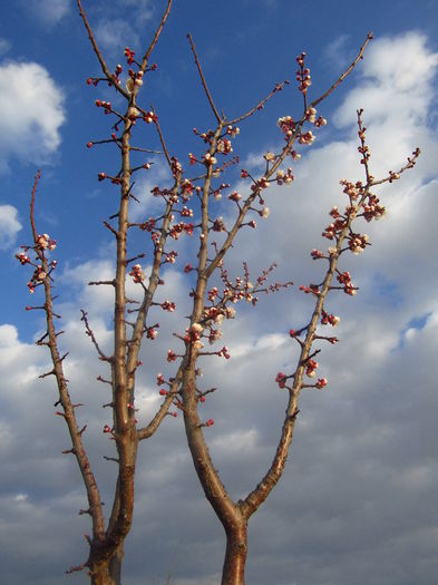 Caisul- Primele flori; 29 mart
