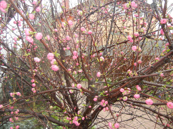 Prunus triloba (2016, March 24)