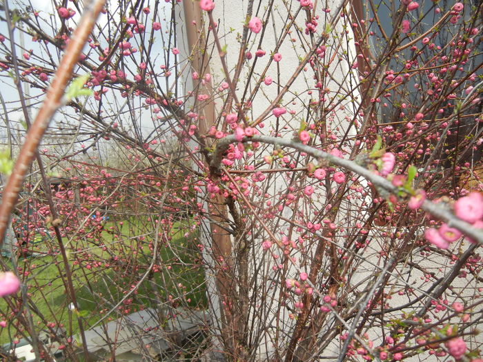 Prunus triloba (2016, March 27)