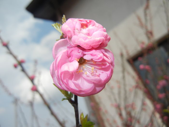 Prunus triloba (2016, March 27)