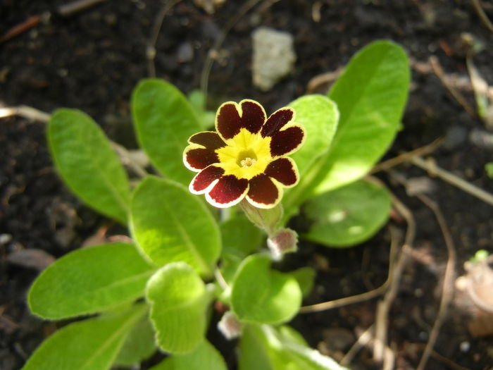 Primula elatior Gold Lace (2016, Mar.27) - PRIMULA Elatior Gold Lace