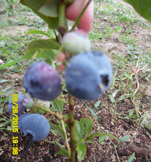 afin Blueray, fructe foarte mari