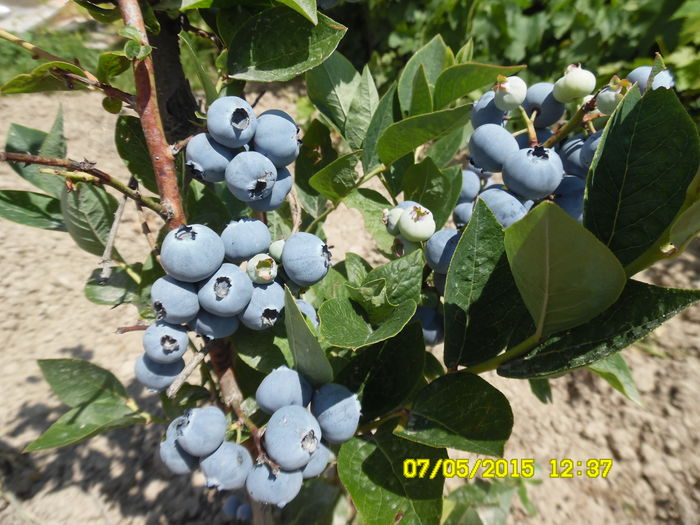 SAM_1084 - Arbusti fructiferi