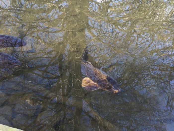 image - Natura