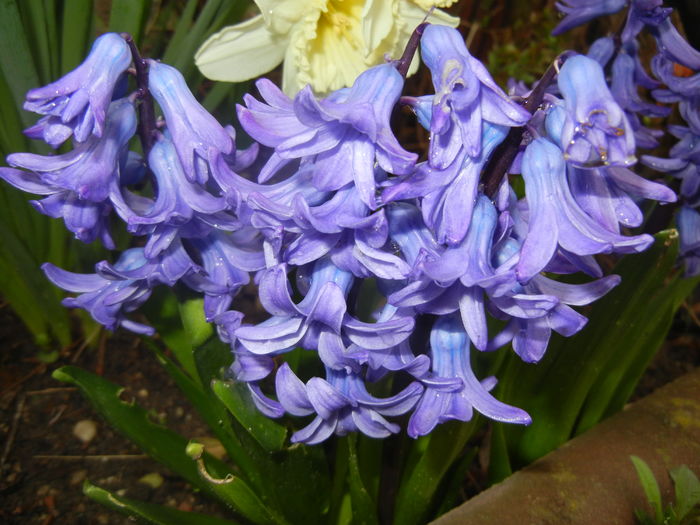 Hyacinth Delft Blue (2016, March 23) - Hyacinth Delft Blue