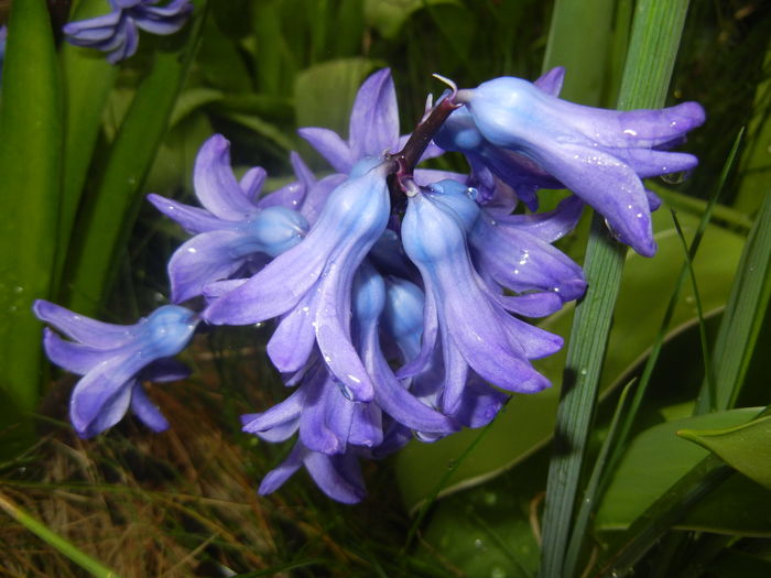 Hyacinth Delft Blue (2016, March 23)