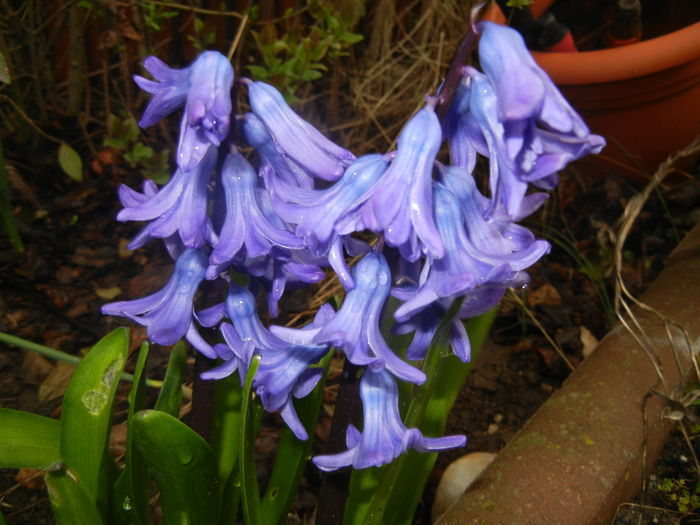 Hyacinth Delft Blue (2016, March 23)