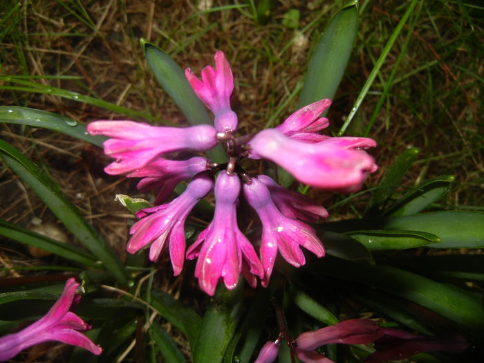 Hyacinth Woodstock (2016, March 23)