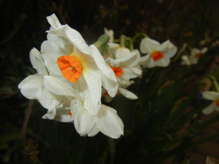 Narcissus Geranium (2016, March 23)