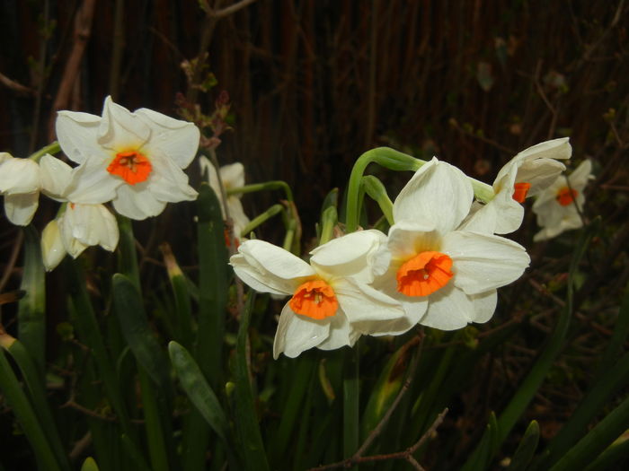 Narcissus Geranium (2016, March 23)