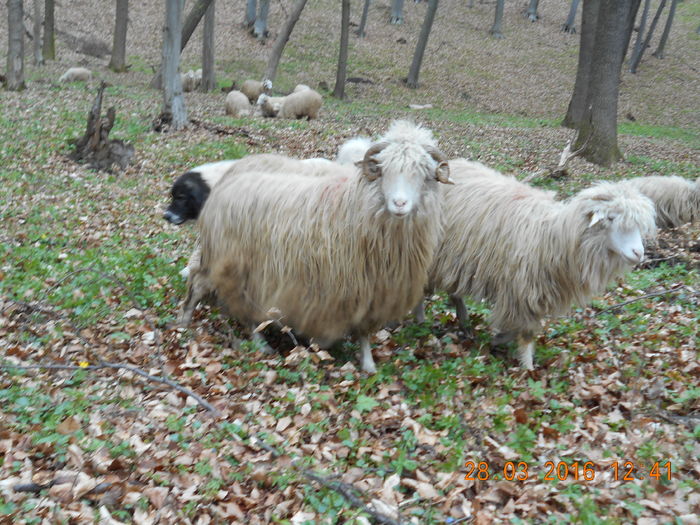 Picture 158 - Productia De Miei 2016