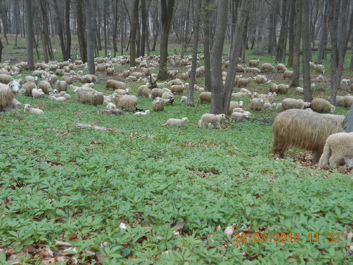 Picture 148 - Productia De Miei 2016