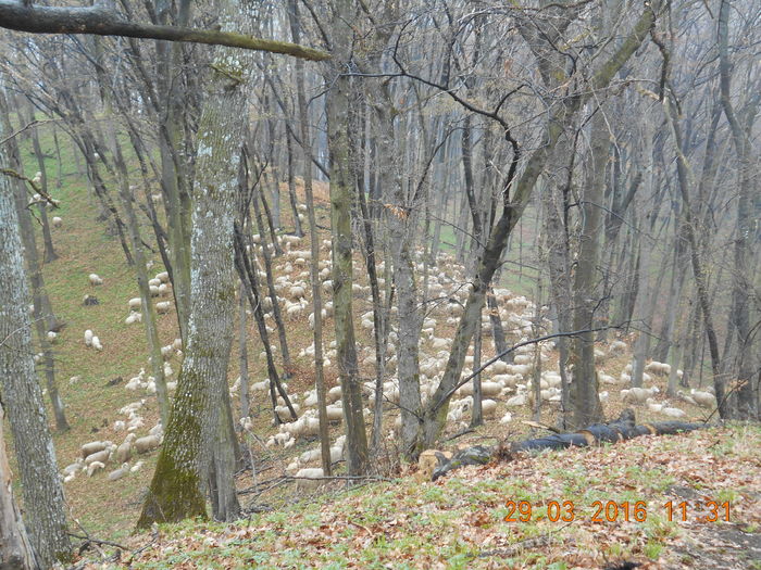 Picture 189 - Productia De Miei 2016