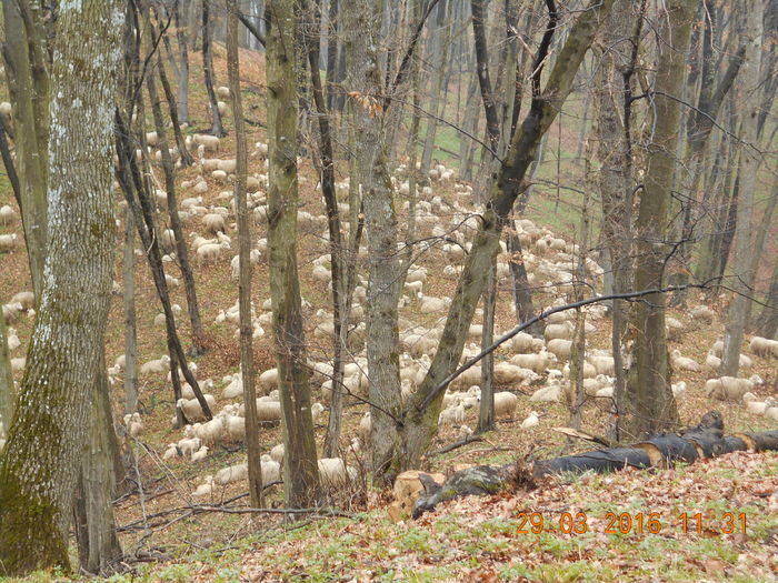 Picture 190 - Productia De Miei 2016